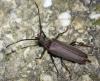 Aegosoma scabricorne